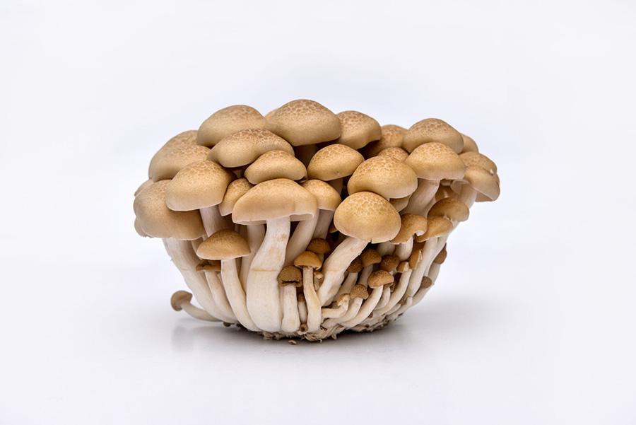 brown beech mushroom