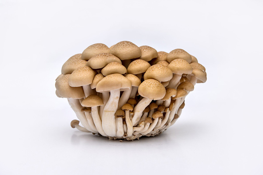 What Are Shimeji (Beech) Mushrooms