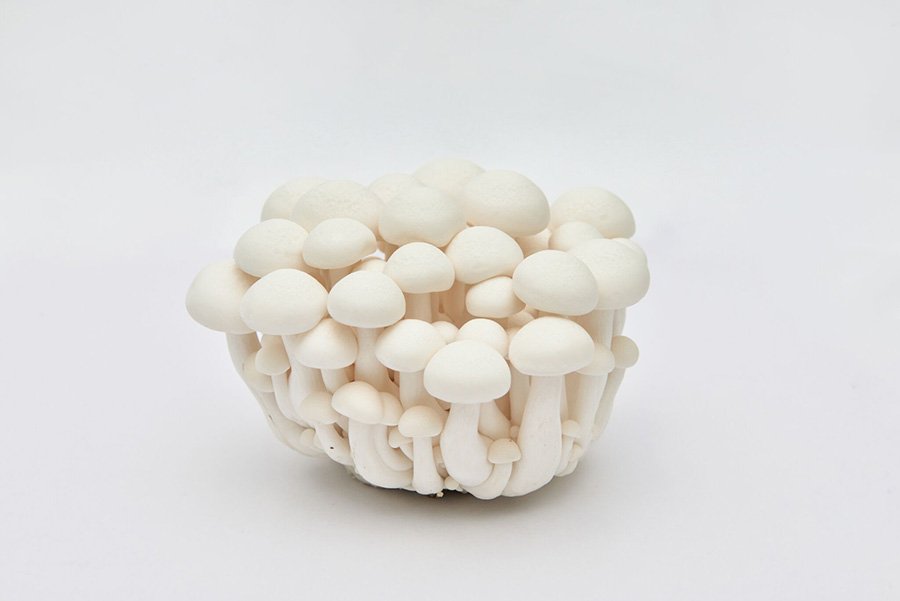 white beech mushroom